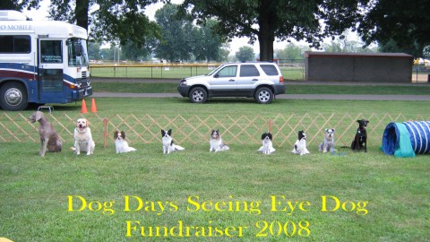 Dog Days 2008